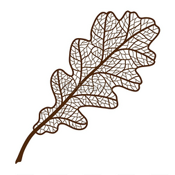 橡树图片_秋天橡树叶子的插图带有叶脉的树