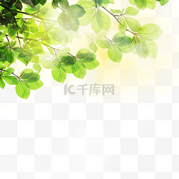 树叶的边框图片_夏季热带树叶光效边框