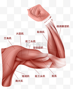 手部png图片_人体医疗组织器官人体手部肌肉