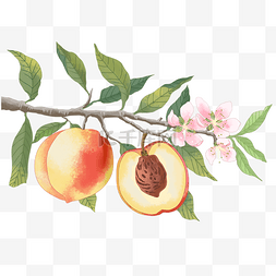 新鲜水果水蜜桃桃树