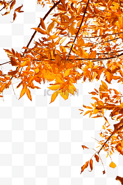 秋叶素材图片_秋叶树木