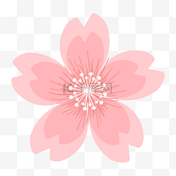 白色花蕊粉色樱花
