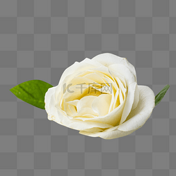 白玫瑰图片_玫瑰花白玫瑰