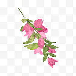 玫瑰花枝矢量图片_九重葛水彩粉色花卉植物
