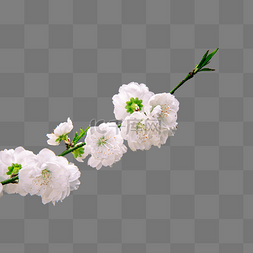 白色樱花花枝