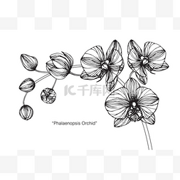 兰花花。黑白线条画素描.