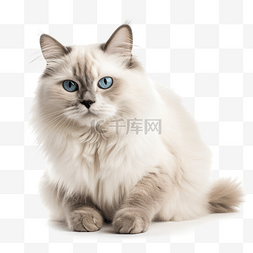 高清快餐图片_免扣高清宠物摄影布偶猫