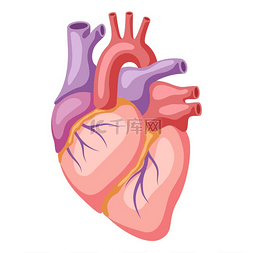 医学脑血管图片_心脏内部器官的插图人体解剖学医
