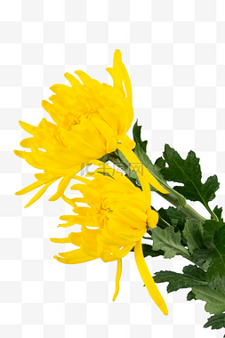 清明清明节黄色菊花