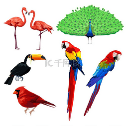 不同类型的鸟类图标的矢量图解