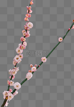 腊八图片_花香花朵梅花腊八清新