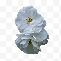 玫瑰特写开花白色花朵