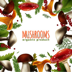 饮食海报图片_野生森林蘑菇可食用和有毒的装饰