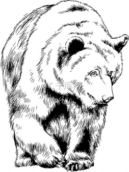 手绘动物爪子图片_是棕色的熊会在油墨手工绘制在白