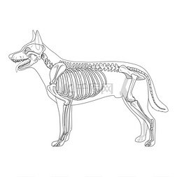 狗骨架的兽医矢量图