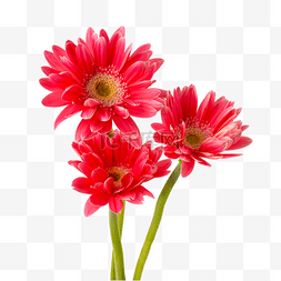红色弗朗菊花