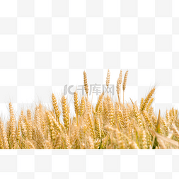 小麦和大豆图片_小麦麦田