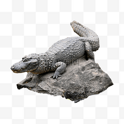 活化石图片_凶残活化石鳄鱼