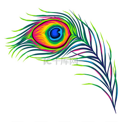 孔雀羽毛的风格化插图用于设计和