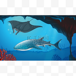 鱼游泳手绘图片_鲨鱼和魟鱼水下游泳