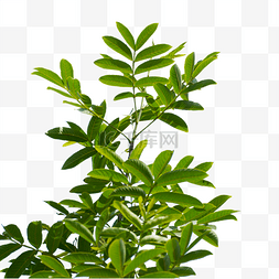 绿色植物树枝枝叶