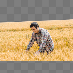 农民黄色麦田收割