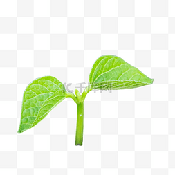 绿色植物嫩芽图片_绿色植物种子发芽