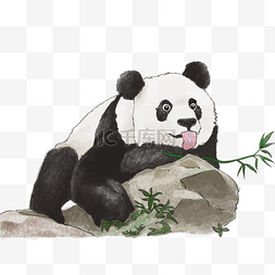 趴在石头上的熊猫