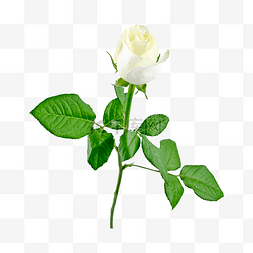 鲜花草药白玫瑰