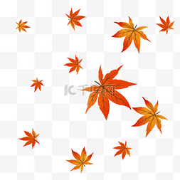 秋天漂浮枫叶落叶