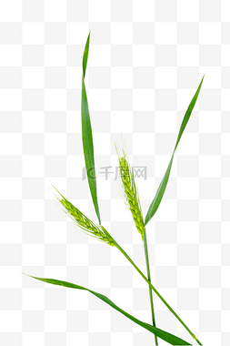 绿色麦子图片_农作物小麦麦穗