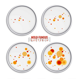 彩色的圆点图片_霉菌菌落由四个逼真的图像组成，