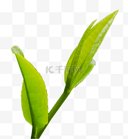绿扬春茶叶图片_茶叶春季植物