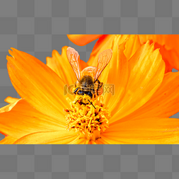 采蜜图片_蜜蜂采蜜花朵