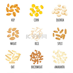 谷物不同的种子和作物有机玉米斯