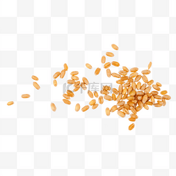 小麦psd格式图片_粮食小麦麦粒