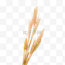 成熟麦子麦子麦穗