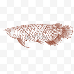 线描观赏鱼