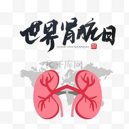 肾脏切面图片_世界肾脏日健康医疗肾脏