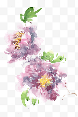 紫色的芍药花