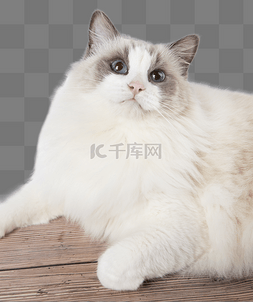 蓝眼睛图片_宠物布偶猫猫咪白猫长毛