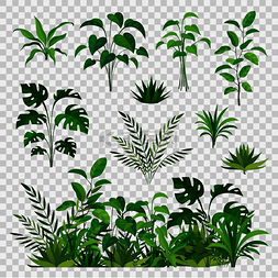 绿色大叶子图片_绿色草本元素装饰美丽的自然蕨类