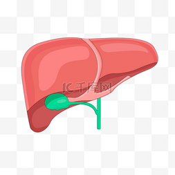 人坐下背面图片_粉色肝脏背面观肝剪贴画