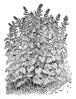 心形叶子图片_一张图片显示了丹参芨芨草植物。