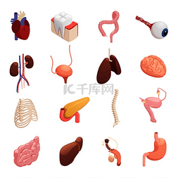 人体器官解剖学等距图标集合与心