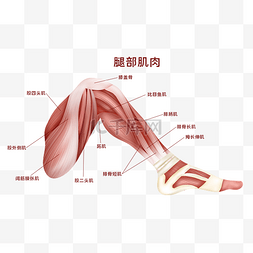 人体医疗组织器官人体肌肉腿部肌
