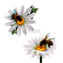 两只蜜蜂从雏菊花中采集花蜜现实