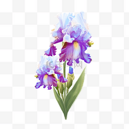 蓝紫色水彩蝴蝶花鸢尾科