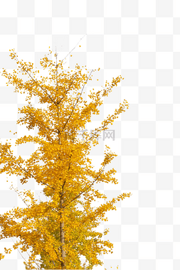 秋天植物银杏树