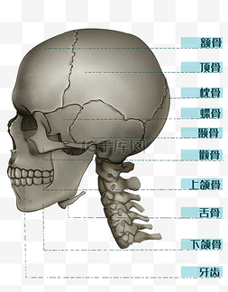 人体骨头图片_人体医疗医学头骨结构